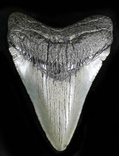 Nice Megalodon Tooth - South Carolina #28181